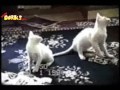funny cats #4