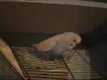 Buzzo the blue budgie is noisy!