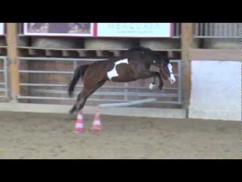 horses grand national horses grand national