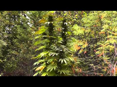 how to harvest a guerilla grow