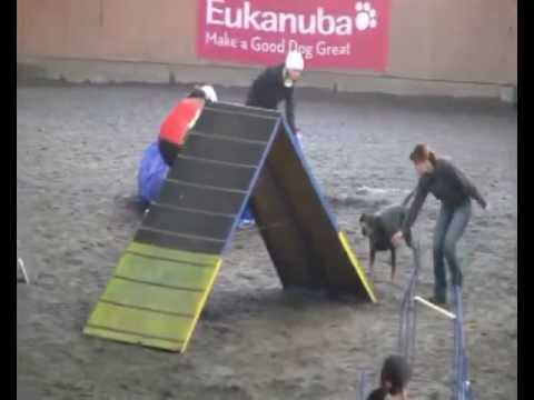 Agen Sheridano le Fano - agility
