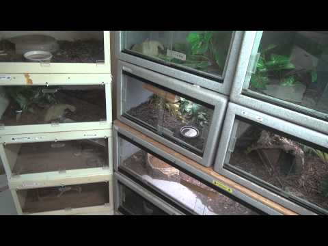 YouTube reptile video