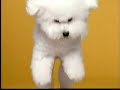 Westminster Kennel Club Commercials on USA