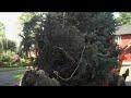 Tree Transportation; Chris Orser Landscaping