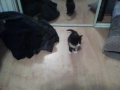 Funny Kitten Walking Into A Mirror