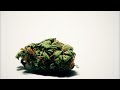 Tupac – Smoke Weed Everyday (Bass Boost) HD1080p FREE DL