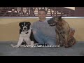 Working dog breed