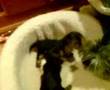 PELEA DE PERROS CLANDESTINA