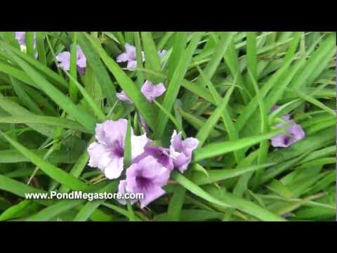 how to plant mexican petunia
