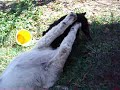 kuvasz and mudi