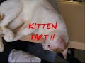 KITTEN (PART II)