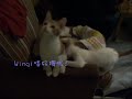 KITTEN (PART II)
