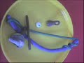 GINGA TERAPIA CAP.INFANTIL.wmv