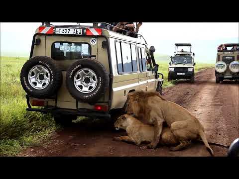 Lions Mating at Ngorongoro Crater Tanzania Safari