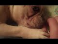 The Life Of Petunia 3
