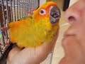 sunny gets petted
