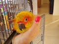 sunny gets petted