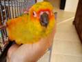 videos de sunny gets petted