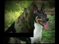 BriarBey Decker Terriers