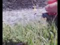 ammonium nitrate and magnesium flash powder