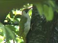 Picchio verde - Picus viridis it.wikipedia.org