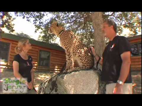 CHEETAHS IN AFRICA ^