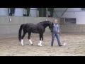 Zonyx - purebred arabian stallion