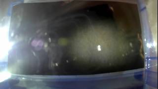 霧箱で宇宙線を見よう!!