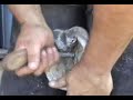 Hoof Care