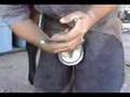 Hoof Care www.CocoCaballo.com