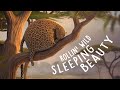 ROLLIN' SAFARI - 'Sleeping Beauty' - Official Trailer ITFS 2013