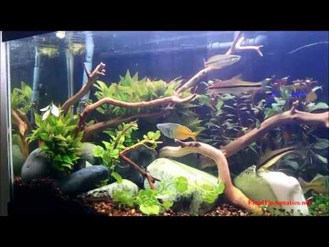 how to get wood to sink in aquarium