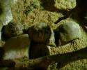 Headbutting Tortoise