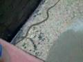 snake got in my koi pond