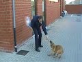 Chien de Police - chiot en apprentissage mordant