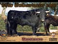 Presentación del Toro Enmaromado 2008