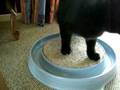 videos de Tilly plus Catnip Spray