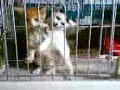 Crazy ??? ?(chaton kitten)??????? Crazy ??? ?(chaton kitten)???????