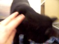 Ceasar & Cleo kittens Noah's Kingdom***ADOPTED***
