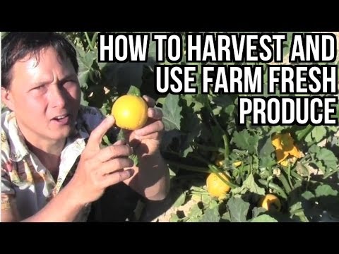 how to harvest vegetables