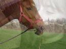agathe