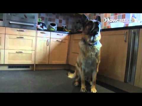 how to train gsd for protection