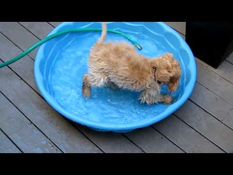 cockapoo