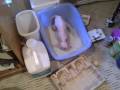 A Sphynx Called ButterBall - Episode 10 - The Bath A Sphynx Called ButterBall - Episode 10 - The Bath