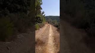 جولة في قرية راس ابو عمار المهجره