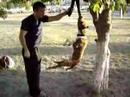 ORKAN (APBT) presa [03]