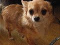 Chihuahuas digging M�ns Cara Mia