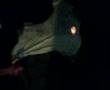 Light up another fire for shwerwood