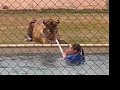 Tiger Splash Tiger Splash