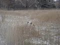 Gertie 18 weeks German Shorthair.wmv